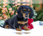 Small #2 Dachshund