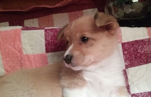 Pembroke Welsh Corgi Puppy for sale in Waconda, IL, USA