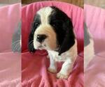 Puppy Back Collar English Springer Spaniel