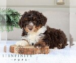 Small #2 Bernedoodle (Miniature)
