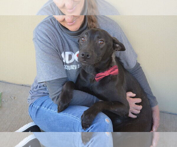 Medium Photo #1 Mutt Puppy For Sale in McKinney, TX, USA