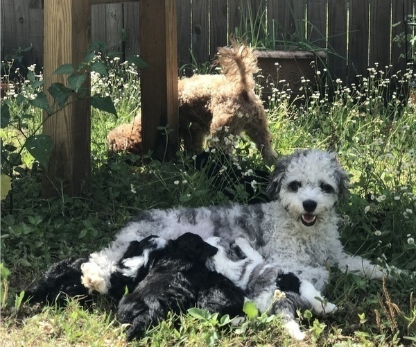 Medium Photo #1 Aussiedoodle Miniature  Puppy For Sale in FORT MYERS, FL, USA