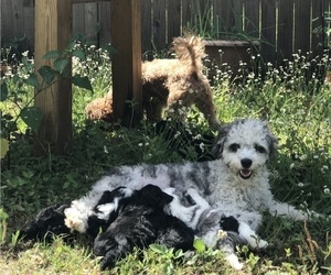 Mother of the Aussiedoodle Miniature  puppies born on 03/11/2022