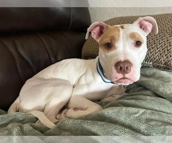 Medium Photo #4 Mutt Puppy For Sale in Peoria, IL, USA