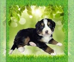 Puppy Lady Bernese Mountain Dog