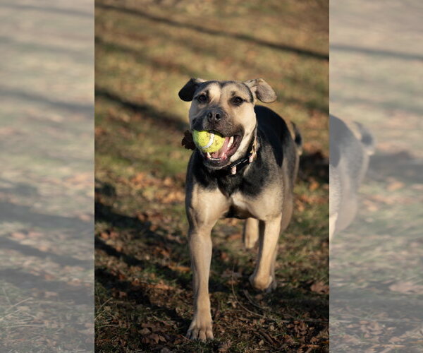 Medium Photo #3 Mutt Puppy For Sale in Chester, NJ, USA