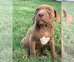 Small Photo #6 American Bully Puppy For Sale in FORT WORTH, TX, USA