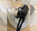 Small Photo #10 Great Dane-Unknown Mix Puppy For Sale in Lakewood, CO, USA