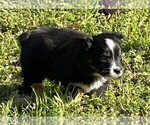 Small #3 Miniature Australian Shepherd