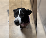 Small #9 Mutt