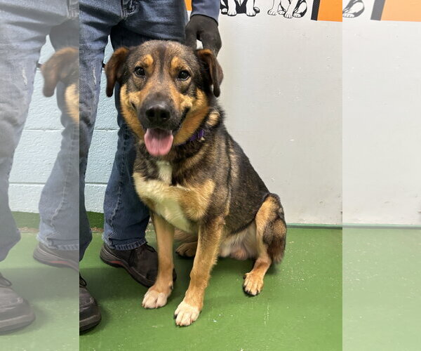 Medium Photo #1 Mutt Puppy For Sale in Rustburg, VA, USA