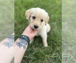 Puppy Orange Golden Retriever