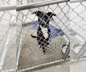Labrador Retriever-Unknown Mix Dogs for adoption in Temple, TX, USA