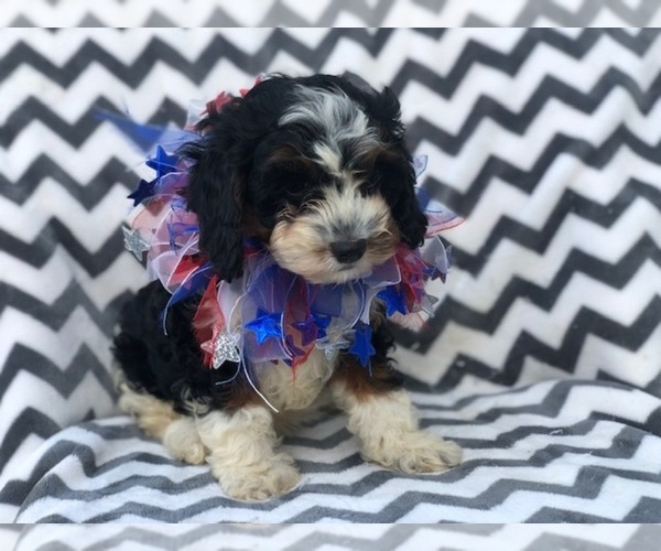 Medium Photo #4 Cavapoo Puppy For Sale in EAST EARL, PA, USA