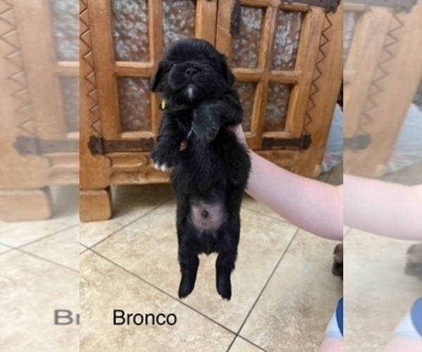 Medium Photo #2 Shih Apso Puppy For Sale in SCOTTSDALE, AZ, USA