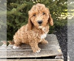 Small Photo #3 Goldendoodle (Miniature) Puppy For Sale in MIDDLEBURY, IN, USA