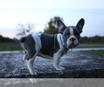 Small Photo #1 French Bulldog Puppy For Sale in METUCHEN, NJ, USA
