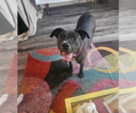 Small #4 American Pit Bull Terrier-Labrador Retriever Mix