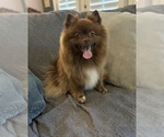 Small Photo #2 Pomeranian Puppy For Sale in ADA, OK, USA