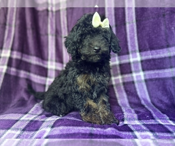 Medium Photo #9 Cavapoo Puppy For Sale in LAKELAND, FL, USA