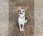 Small German Shepherd Dog