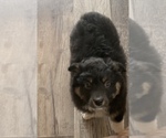 Small Photo #29 Miniature Australian Shepherd Puppy For Sale in BETHANY, IL, USA