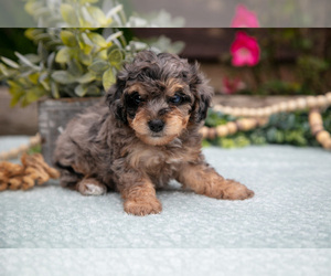 Medium Poodle (Toy)
