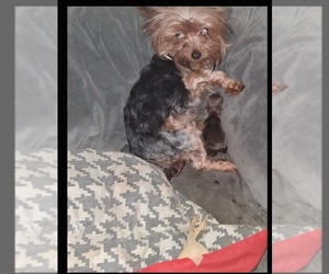 Father of the Yorkshire Terrier puppies born on 07/17/2025