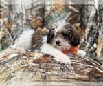 Small #1 ShihPoo
