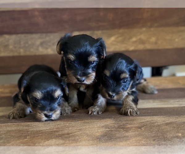 Medium Photo #1 Yorkshire Terrier Puppy For Sale in ARLINGTON, TN, USA
