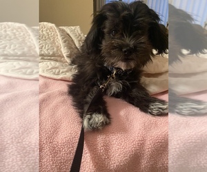 ShihPoo Puppy for sale in LITTLETON, CO, USA