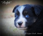 Small Photo #1 Miniature Australian Shepherd Puppy For Sale in SMITHVILLE, AR, USA