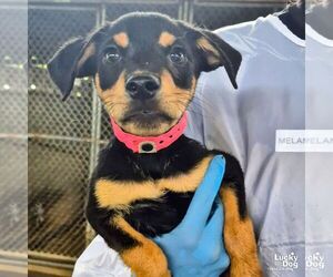 Spaniel-Unknown Mix Dogs for adoption in Washington, DC, USA