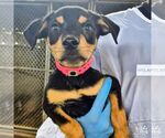 Small Spaniel Mix