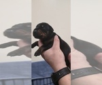 Puppy Black collar Doberman Pinscher