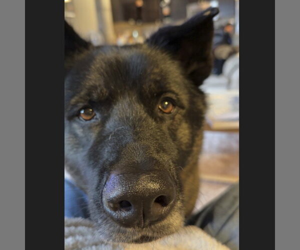 Medium Photo #7 Siberian Husky-Unknown Mix Puppy For Sale in Fargo, ND, USA