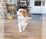 Small #11 Dachshund