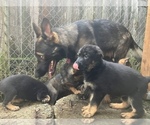 Small Photo #17 German Shepherd Dog Puppy For Sale in UNIVERSITY PL, WA, USA