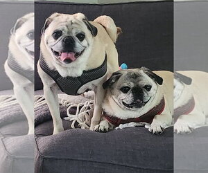 Frank - Male Pug Dog for Adoption - Photo #2