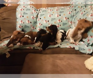 Basset Hound Puppy for Sale in SPARTA, Missouri USA