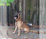 Small Photo #3 German Shepherd Dog Puppy For Sale in Plantation, FL, USA