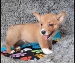 Small Photo #7 Pembroke Welsh Corgi Puppy For Sale in MANSFIELD, MO, USA