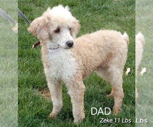 Father of the Miniature Labradoodle puppies born on 10/24/2022