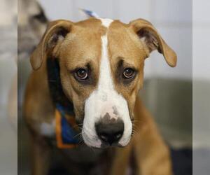 Labrador Retriever-Unknown Mix Dogs for adoption in San Antonio, TX, USA
