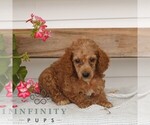 Small #2 Poodle (Miniature)