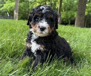 Medium Bernedoodle (Miniature)