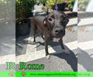 Rome - Male Labrador Retriever-Unknown Mix Dog for Adoption - Photo #8