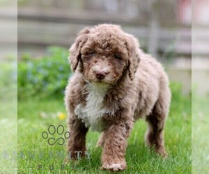 Bernedoodle (Miniature) Puppy for sale in DENVER, PA, USA