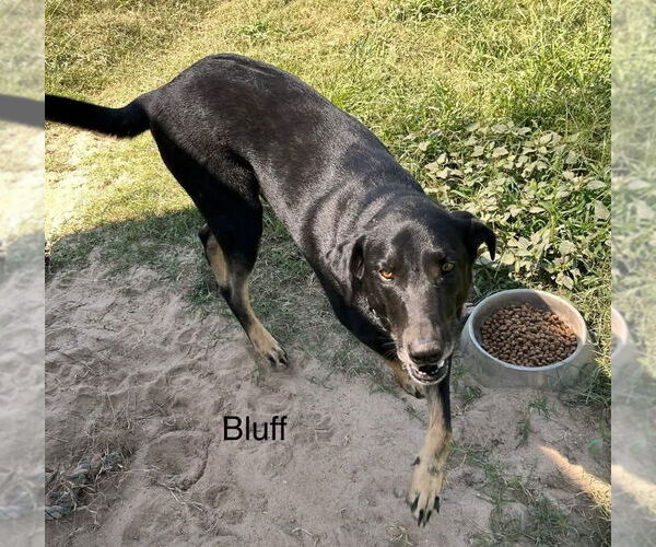 Medium Photo #2 German Shepherd Dog-Unknown Mix Puppy For Sale in Farmerville, LA, USA
