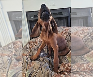 Redbone Coonhound Litter for sale in DENVER, PA, USA